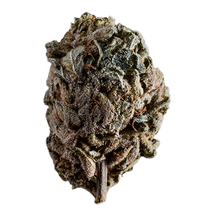 Purple Candy | The High Club Canada Purple Candy | The High Club Canada