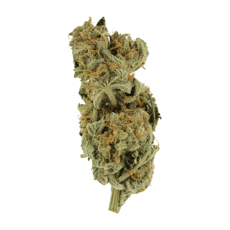 Gorilla Glue | The High Club Canada Gorilla Glue | The High Club Canada