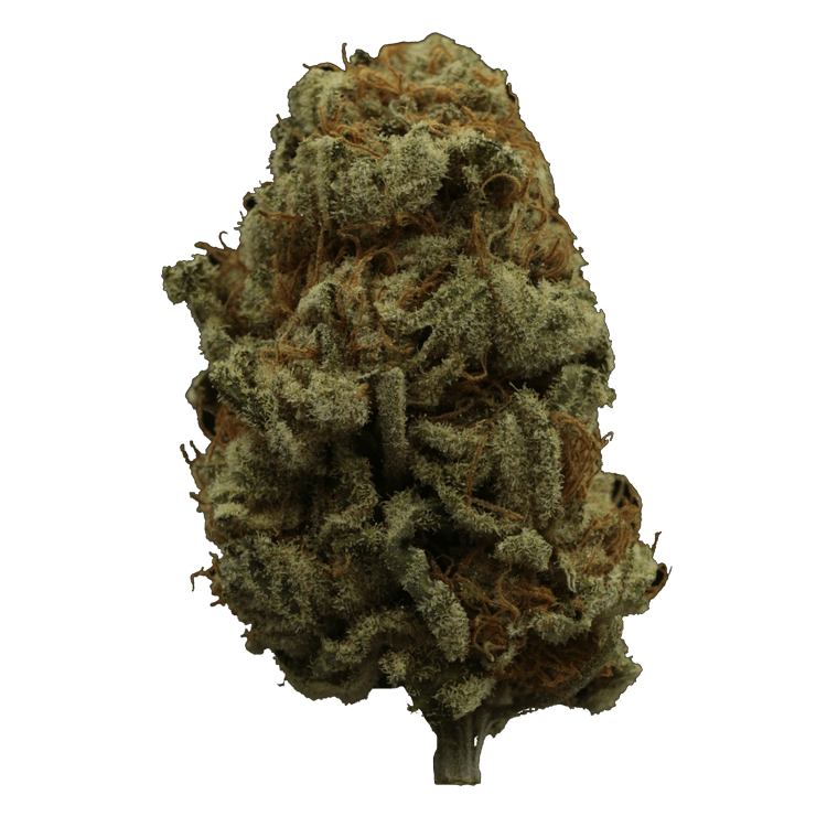 Hempstar | The High Club Canada Hempstar | The High Club Canada