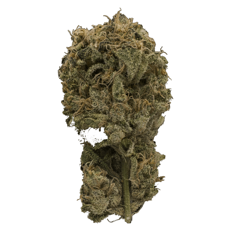 Ayahuasca Purple | The High Club Canada Ayahuasca Purple | The High Club Canada