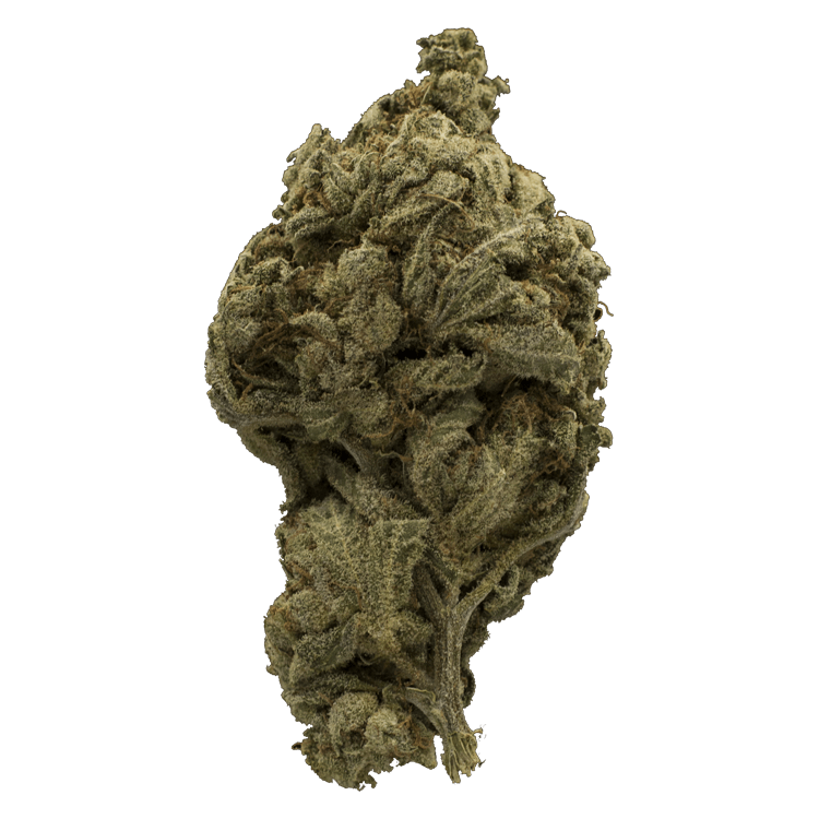 La Blanca Gold | The High Club Canada La Blanca Gold | The High Club Canada