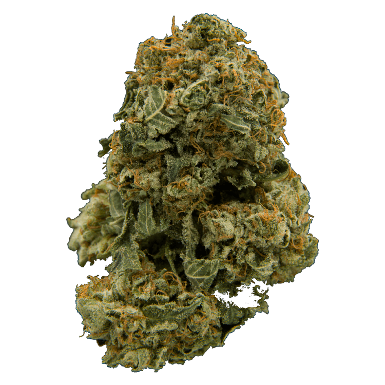 Blush | The High Club Canada Blush | The High Club Canada