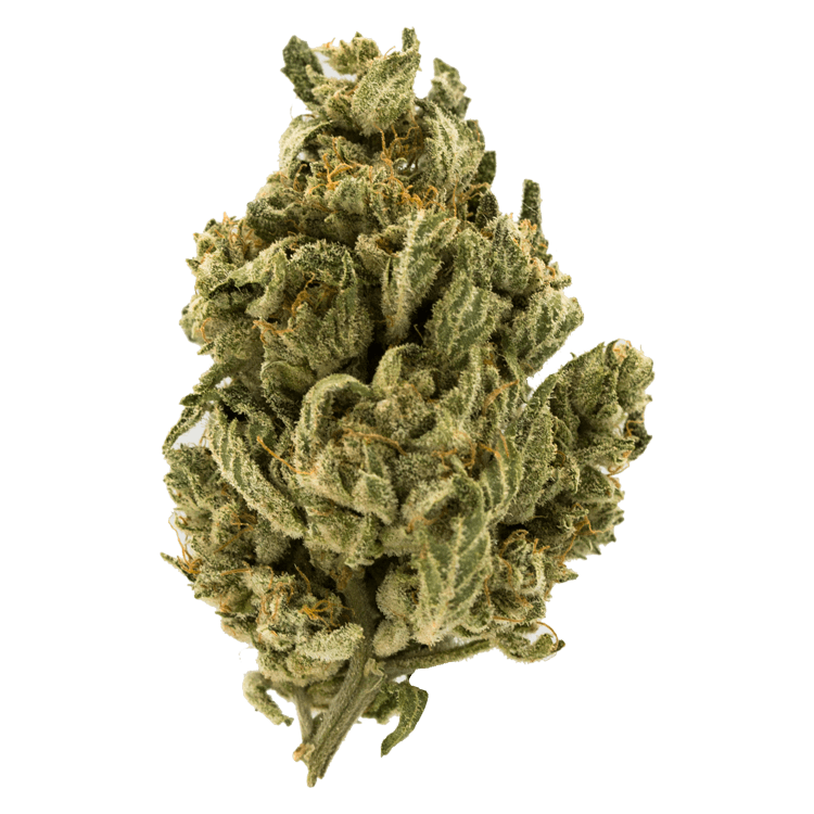 Mach1 | The High Club Canada Mach1 | The High Club Canada