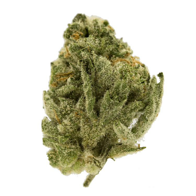 Orangeaid | The High Club Canada Orangeaid | The High Club Canada