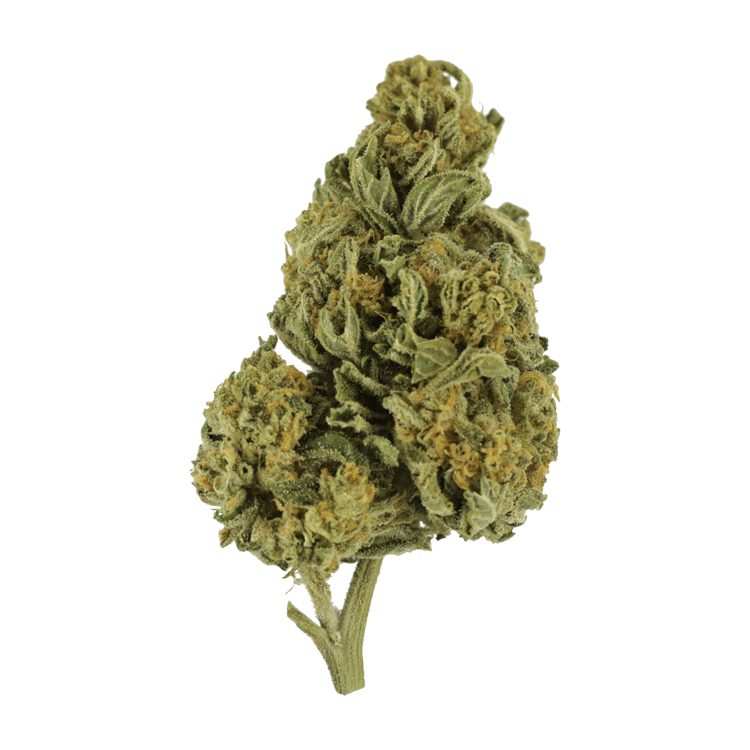 Blackwater | The High Club Canada Blackwater | The High Club Canada