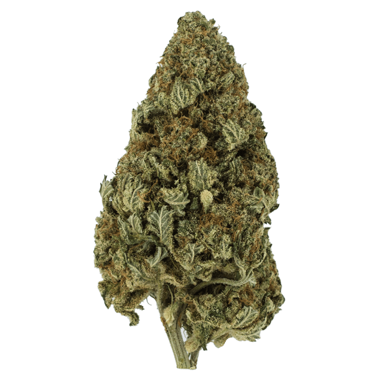 Hulkamania | The High Club Canada Hulkamania | The High Club Canada