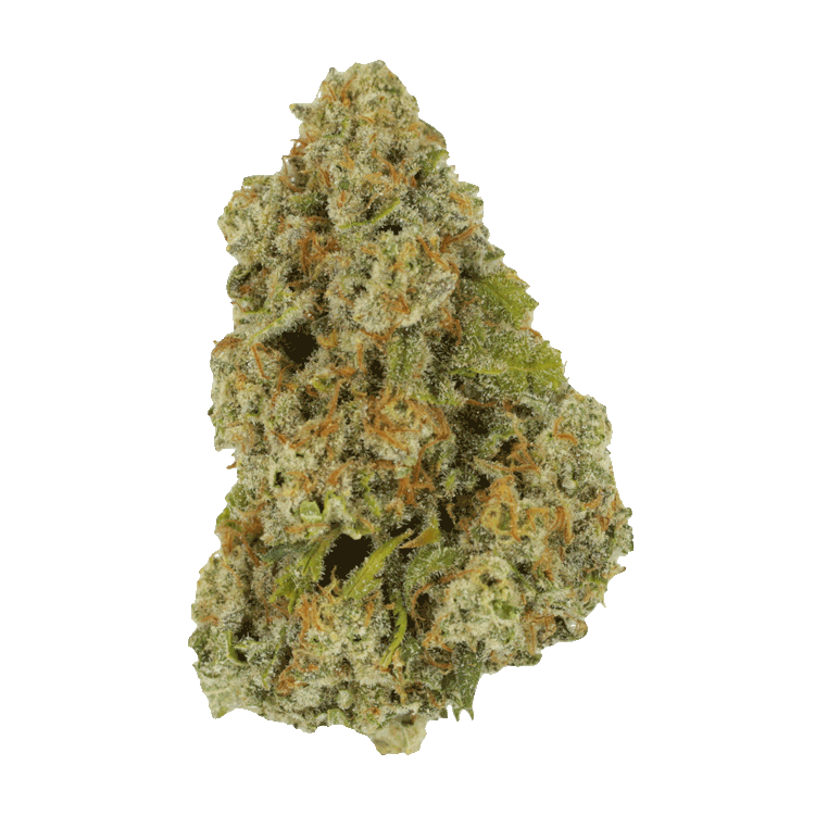 Colorado Diesel | The High Club Canada Colorado Diesel | The High Club Canada