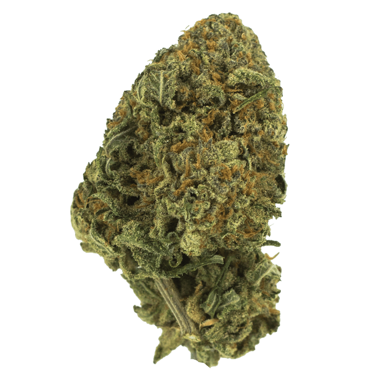 Black Nuken | The High Club Canada Black Nuken | The High Club Canada