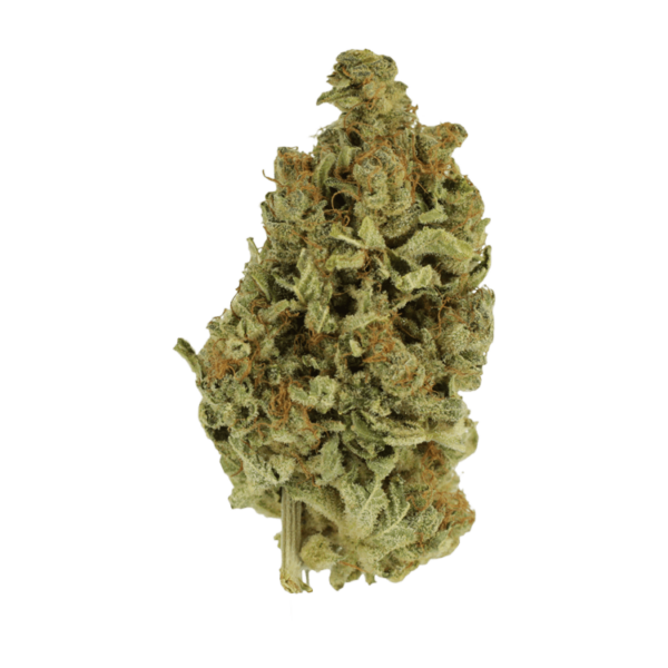 Cali Gold | The High Club Canada