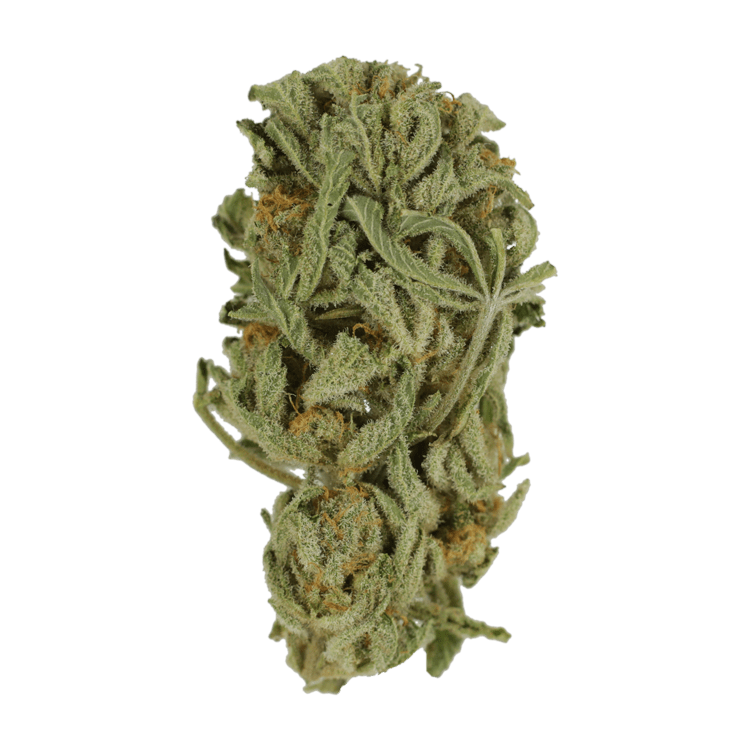 Master Kush Ultra | The High Club Canada Master Kush Ultra | The High Club Canada