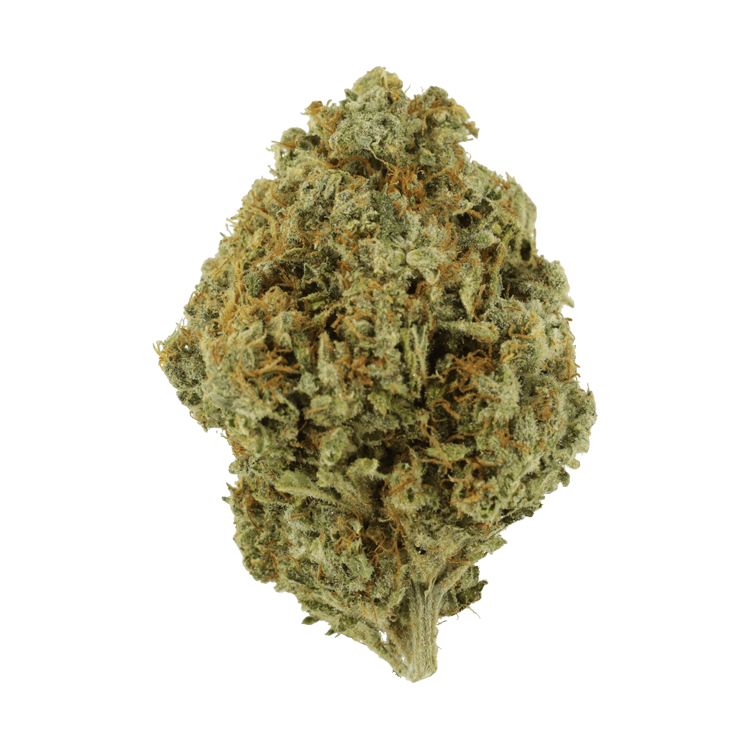 Orange Barb | The High Club Canada Orange Barb | The High Club Canada