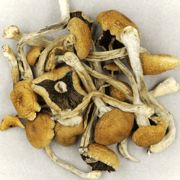 Cambodian Psilocybe Cubensis | The High Club Canada