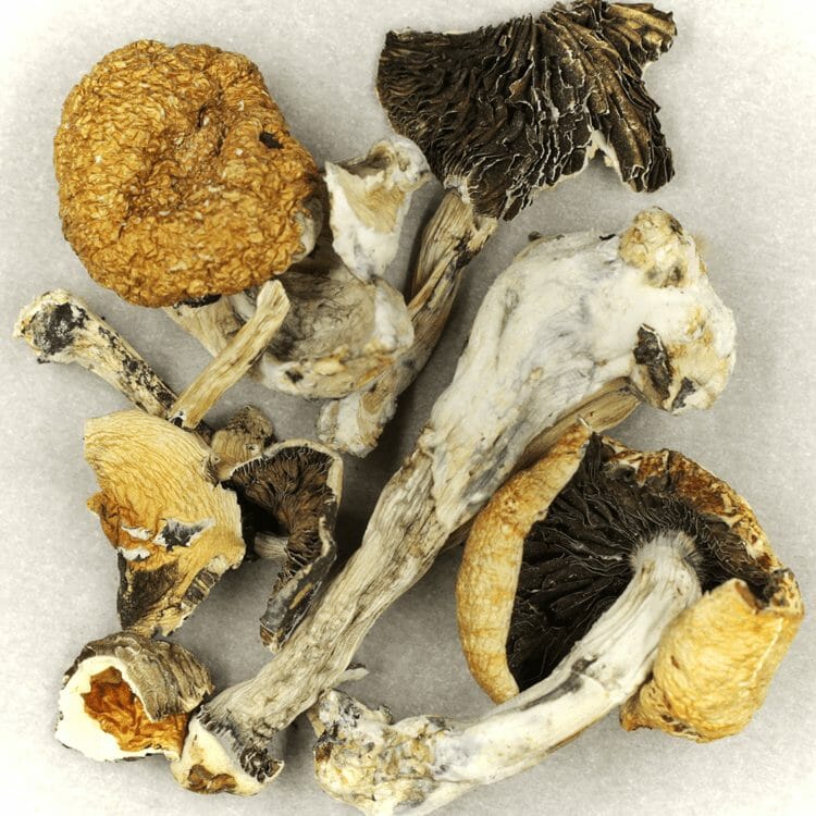 Thai Elephant | The High Club Canada Thai Elephant | The High Club Canada