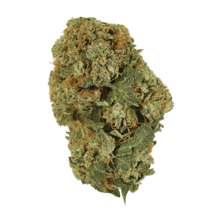 Dank Schrader | The High Club Canada Dank Schrader | The High Club Canada