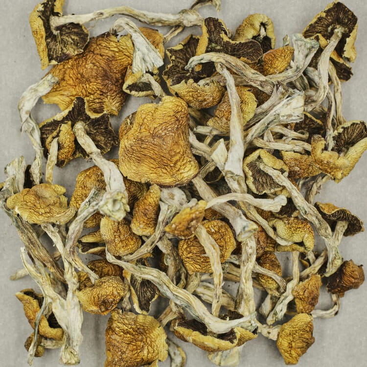 Wollygong | The High Club Canada Wollygong | The High Club Canada