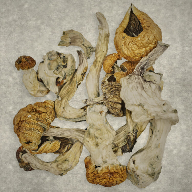 Z Farm | The High Club Canada Z Farm | The High Club Canada