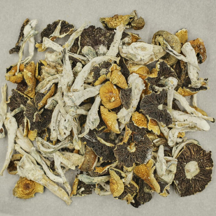 Alacabenzi | The High Club Canada Alacabenzi | The High Club Canada