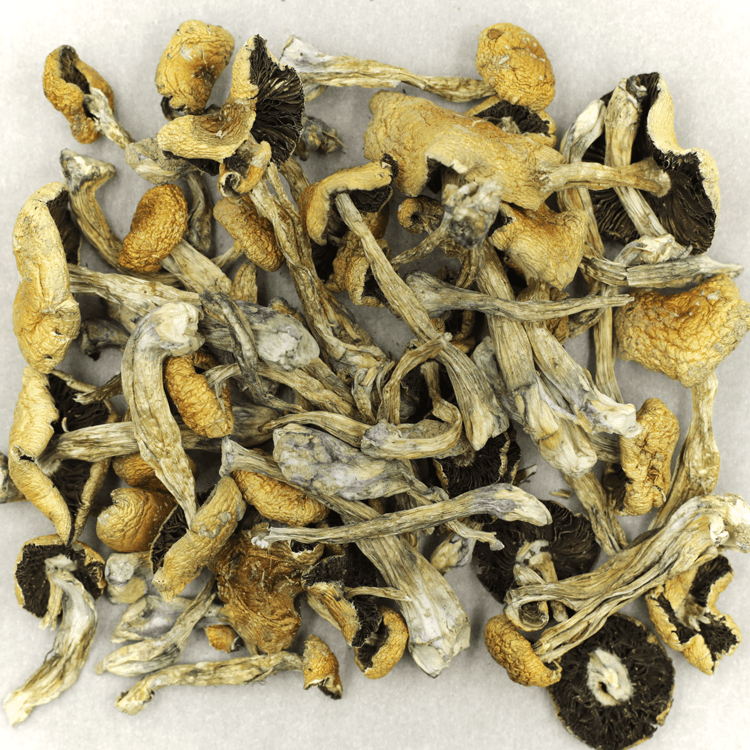 Puerto Rican | The High Club Canada Puerto Rican | The High Club Canada