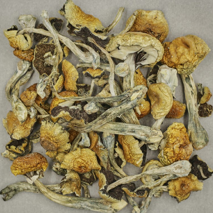 South American | The High Club Canada South American | The High Club Canada