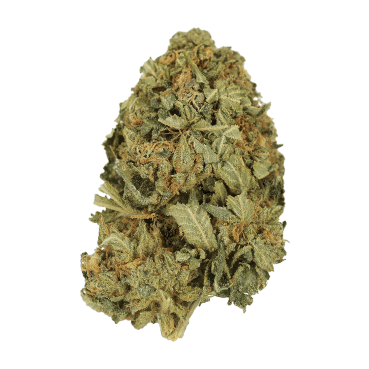 G13 | The High Club Canada G13 | The High Club Canada