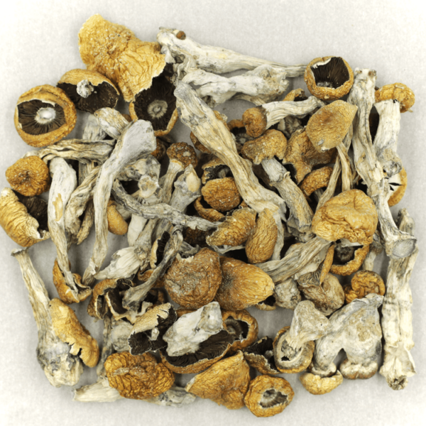 Orissa | The High Club Canada