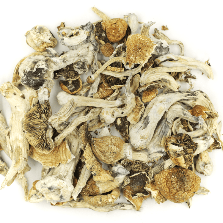 Lizard King | The High Club Canada Lizard King | The High Club Canada