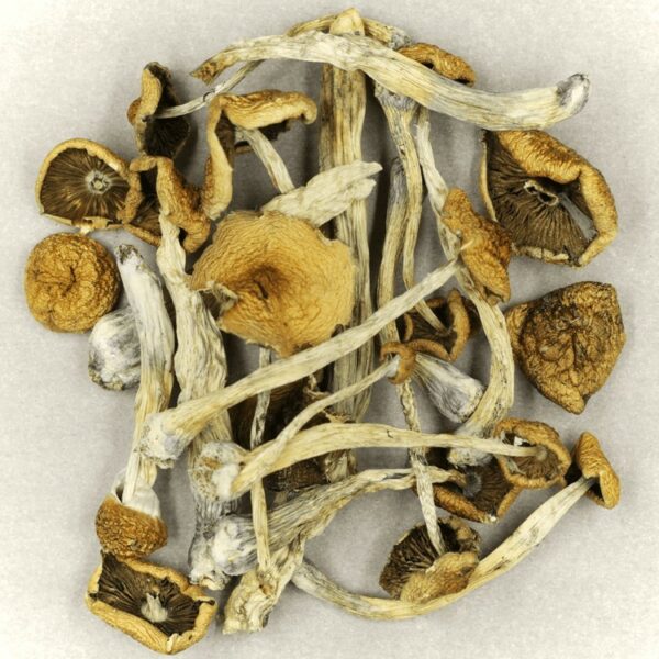 Psilocybe Cubensis Mexicana | The High Club Canada