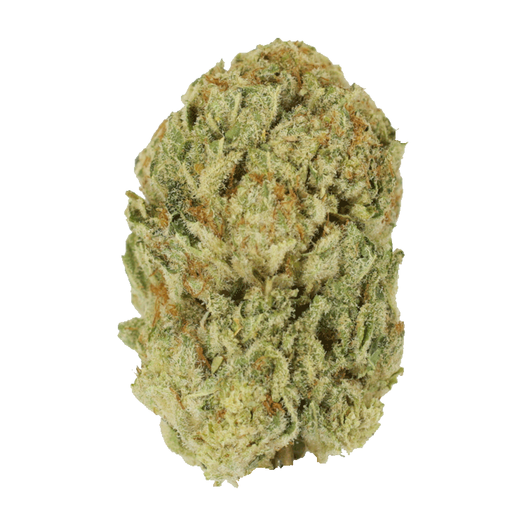 Trap Star | The High Club Canada Trap Star | The High Club Canada