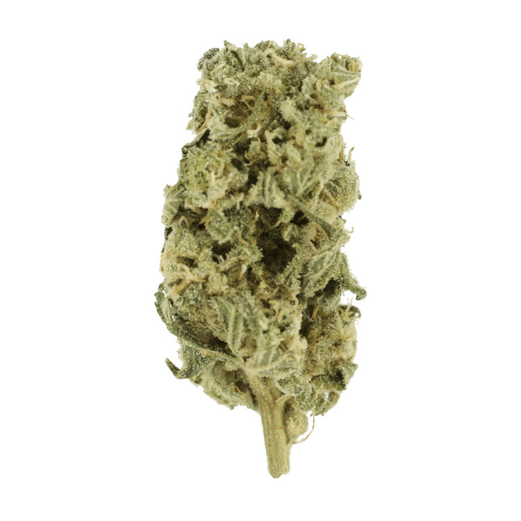 Hash Plant – 1oz / $60 | The High Club Canada Hash Plant – 1oz / $60 | The High Club Canada