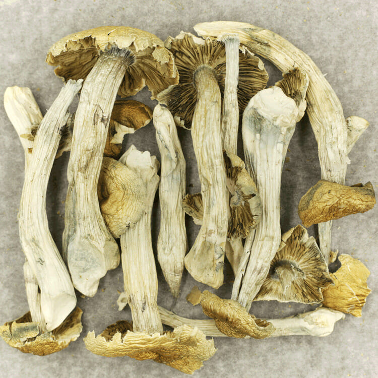 Jerry Garcia | The High Club Canada Jerry Garcia | The High Club Canada