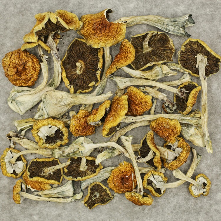 Tanam Negara | The High Club Canada Tanam Negara | The High Club Canada