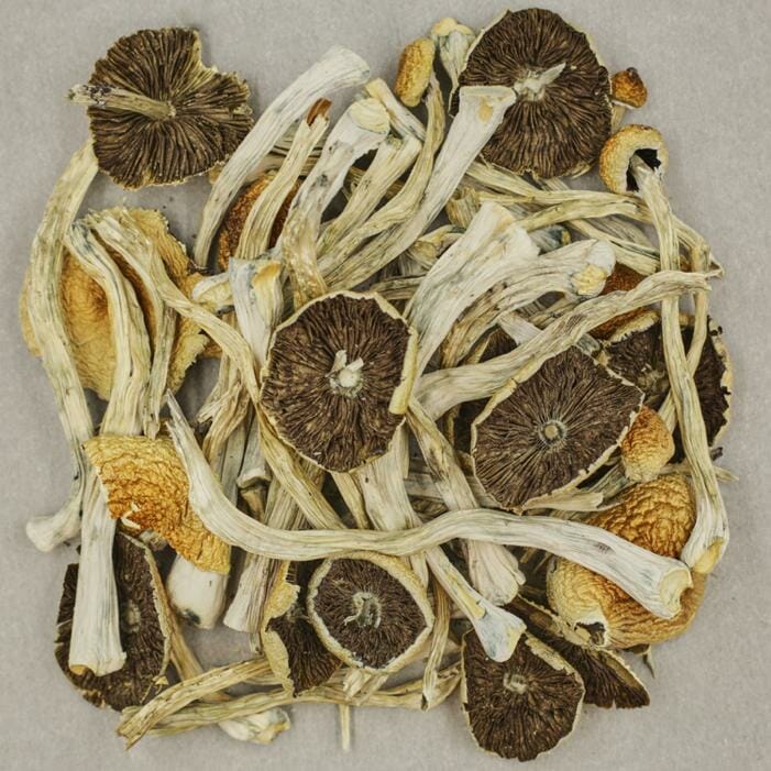 Zilla | The High Club Canada Zilla | The High Club Canada