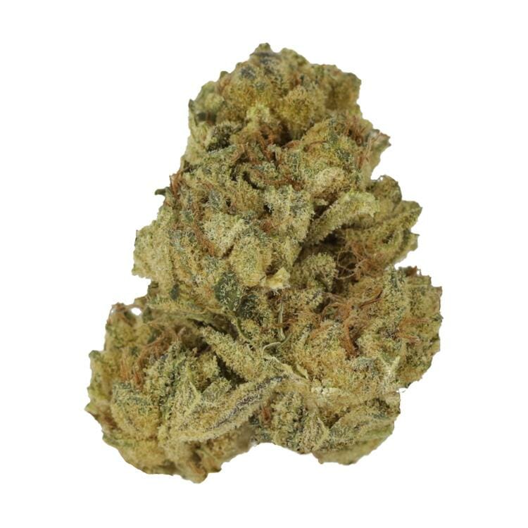 Chimp Mintz | The High Club Canada Chimp Mintz | The High Club Canada