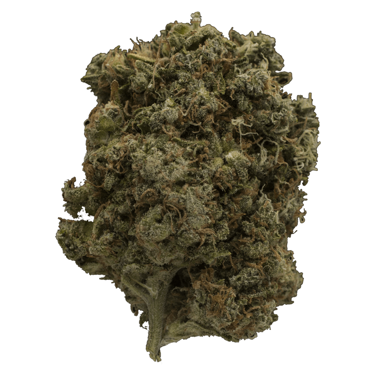 Jelly Bean | The High Club Canada Jelly Bean | The High Club Canada