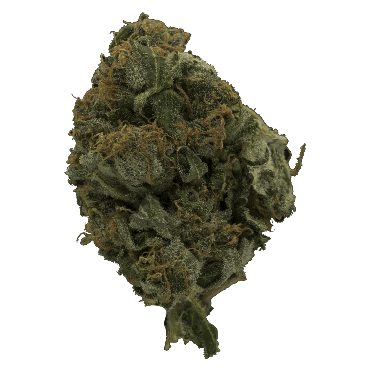 Glitter | The High Club Canada Glitter | The High Club Canada